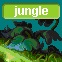 Jungle